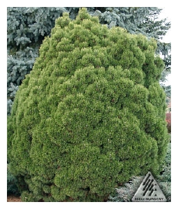 PINUS mugo 'Big Tuna'